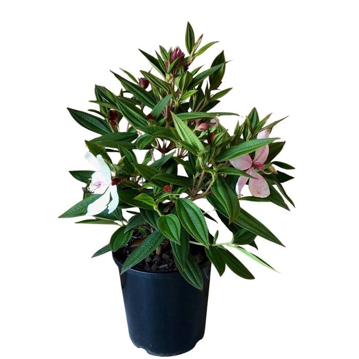 2.4L Tibouchina Cool Baby - Tibouchina hybrida Cool Baby