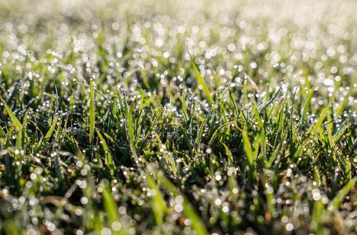 Perfect timing: Mastering lawn fertilisation schedules