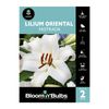 Bloomin Bulbs Lilium Fastrada - 2 Pack