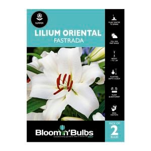 Bloomin Bulbs Lilium Fastrada - 2 Pack
