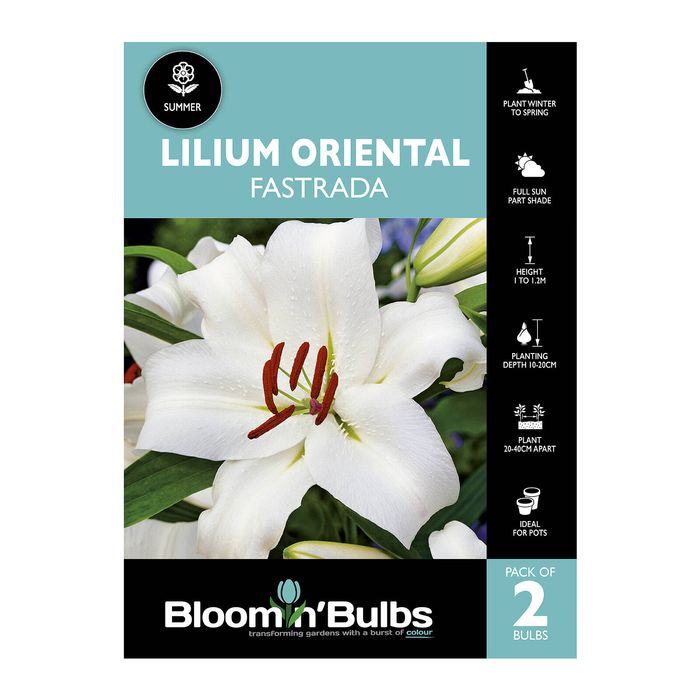 Bloomin Bulbs Lilium Fastrada - 2 Pack