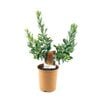 150mm Cut leaf Banksia - Banksia Praemorsa