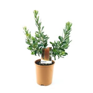150mm Cut leaf Banksia - Banksia Praemorsa