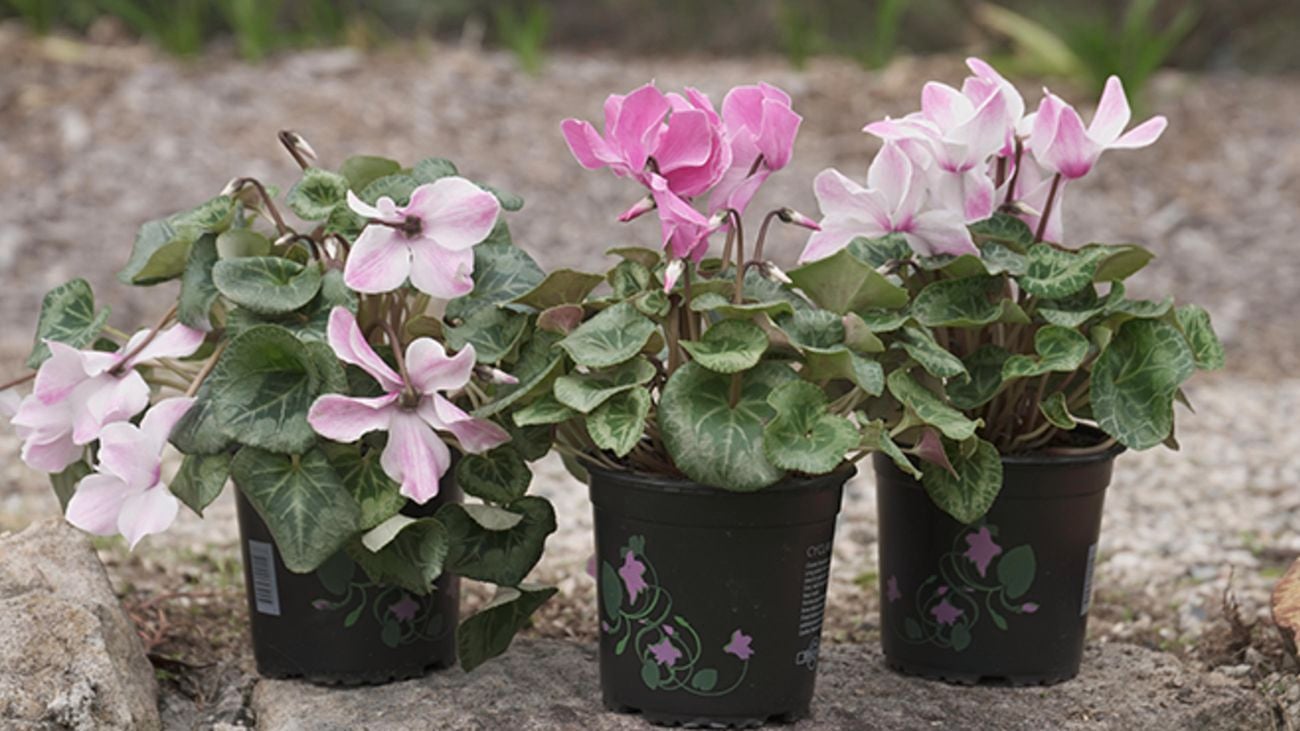 Three vibrant pink cyclamen plants.