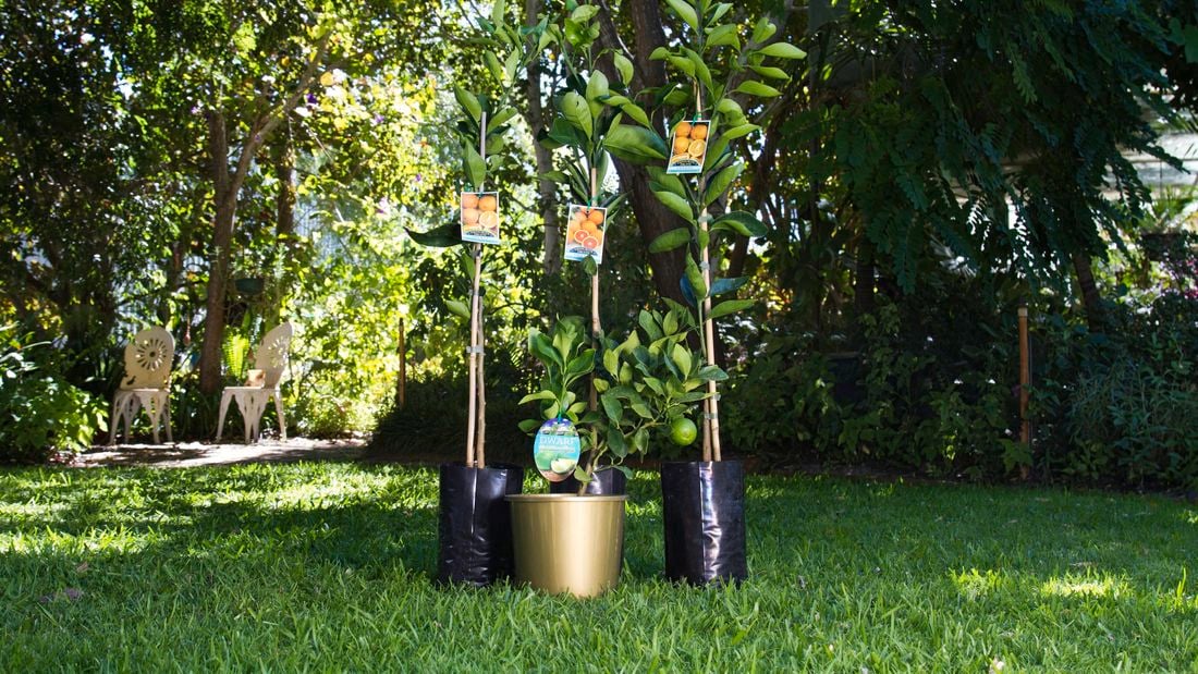 Citrus plants in an outdoor setting.