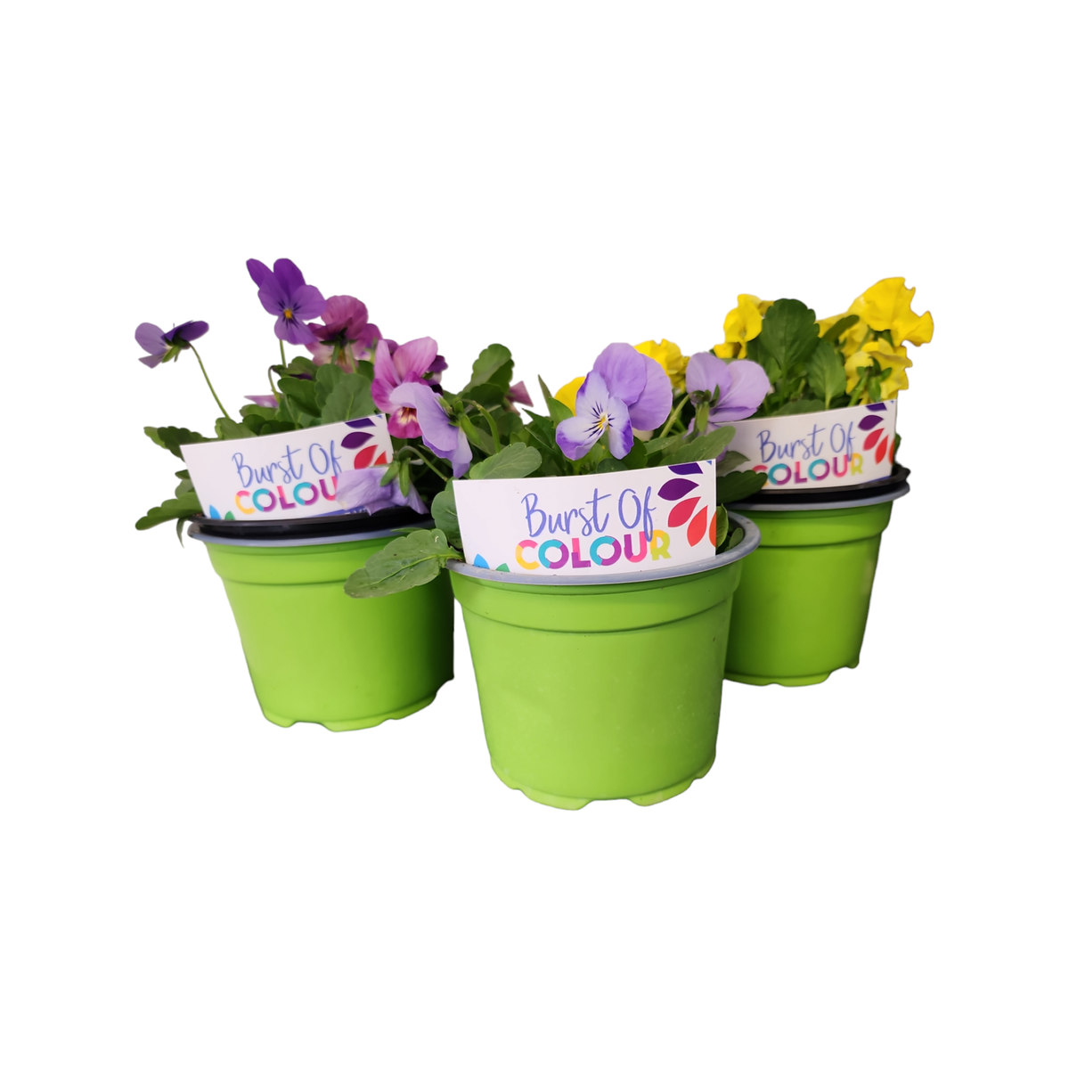 1.4L Potted Colour Adv Prem Assorted Bunnings New Zealand