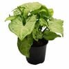 120mm Syngonium White Butterfly - Syngonium podophyllum 