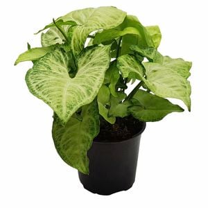 120mm Syngonium White Butterfly - Syngonium podophyllum 