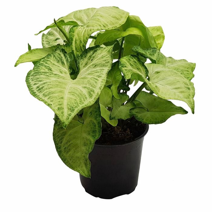 120mm Syngonium White Butterfly - Syngonium podophyllum 