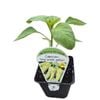 9cm Capsicum Long Sweet Yellow