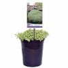 140mm Speckled Blob - Sedum