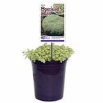 140mm Speckled Blob - Sedum