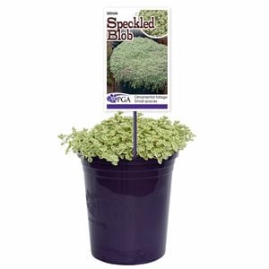 140mm Speckled Blob - Sedum