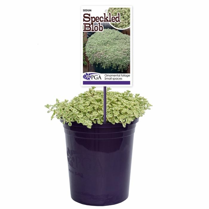 140mm Speckled Blob - Sedum