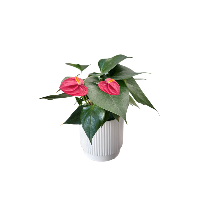 120mm Anthurium Designer Pot 