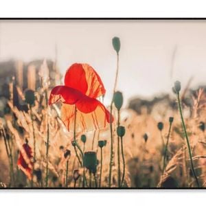 Poppy Plants in The Evening Light  Print 100% Australian Made 120x90cm  (Poster)