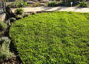 DIY Advice Image - How to revive your lawn . G Drive blob storage upload.