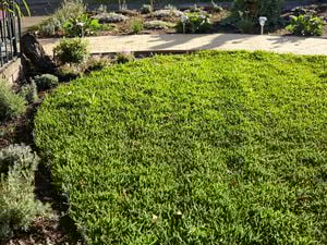 Wide shot of a grassy lawn next to a paved path.