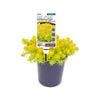 140mm Sedum Gold BLOB™ - Sedum rupestre
