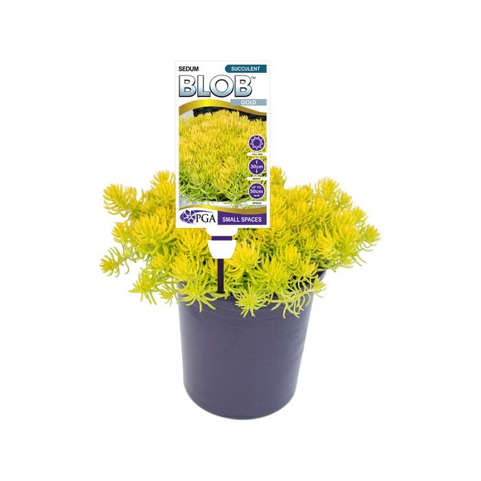 140mm Sedum Gold BLOB™ - Sedum rupestre