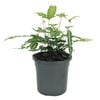 120mm Ribbon Fern - Pteris cretica Albo Lineata