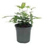 120mm Ribbon Fern - Pteris cretica Albo Lineata