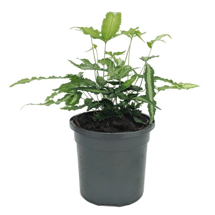 120mm Ribbon Fern - Pteris cretica Albo Lineata