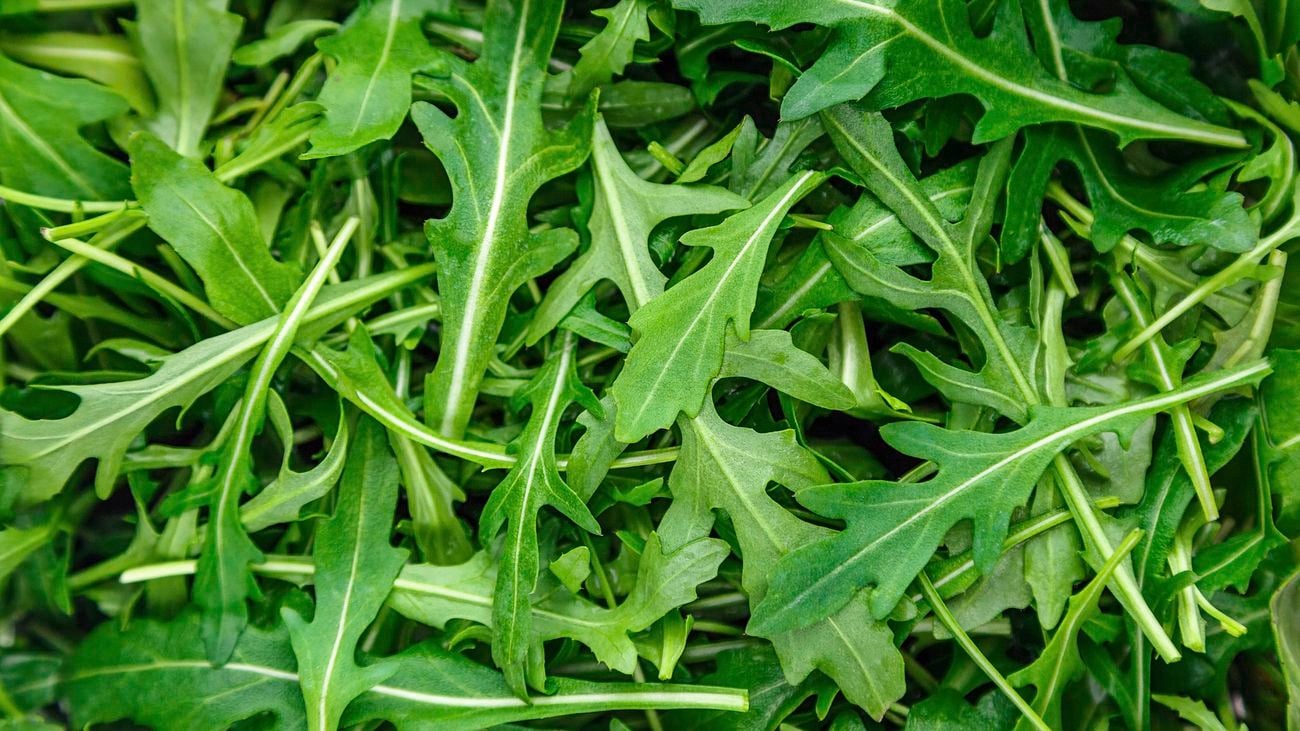 Close up of rocket (arugula) leaves