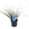 140mm Lomandra Bloomin Blue - Lomandra confertifolia Subsp Rubiginosa