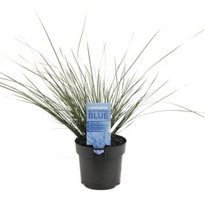 140mm Lomandra Bloomin Blue - Lomandra confertifolia Subsp Rubiginosa