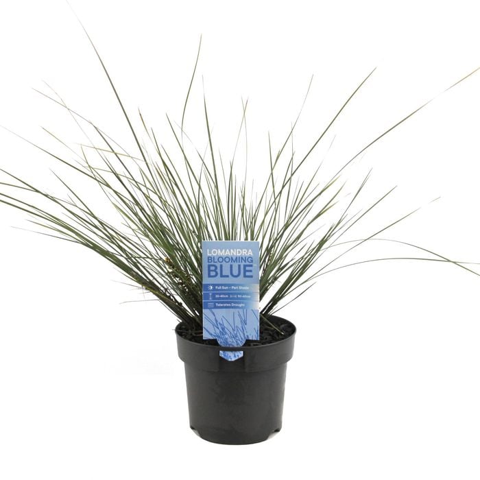 140mm Lomandra Bloomin Blue - Lomandra confertifolia Subsp Rubiginosa