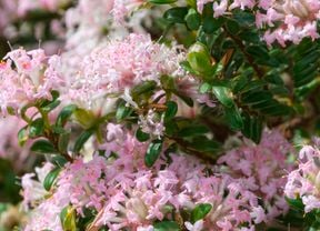 A close-up of a rice flower plant with clusters of small pink flowers and green leaves.