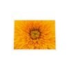 Galrie Stunning Close-Up of a Yellow Flower Fine Art Photography Print, White Frame, 70 x 100cm (28 x 40inch)