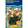 Freesia Double Fiesta Mixed - 10 Bulbs