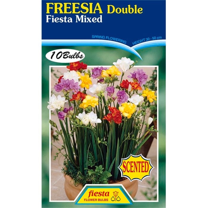 Freesia Double Fiesta Mixed - 10 Bulbs