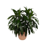300mm Dracaena Janet Craig - Dracaena deremensis