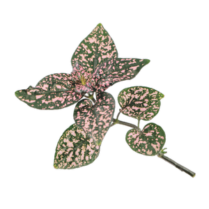 14cm Polka Dot Plant - Hypoestes phyllostachya 'Lotty Dotty Rose'