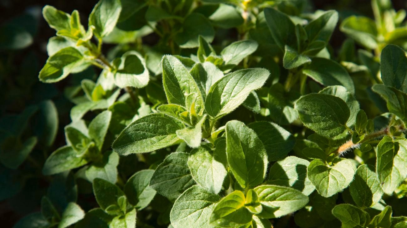 Oregano (Origanum vulgare).