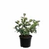 Plant Blueberry Bluecrop 2.0l