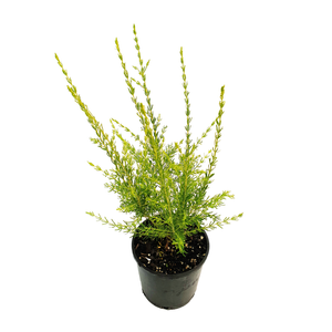 140mm Yellow Boronia - Boronia megastigma lutea