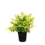 200mm Nandina domestica Lemon Lime