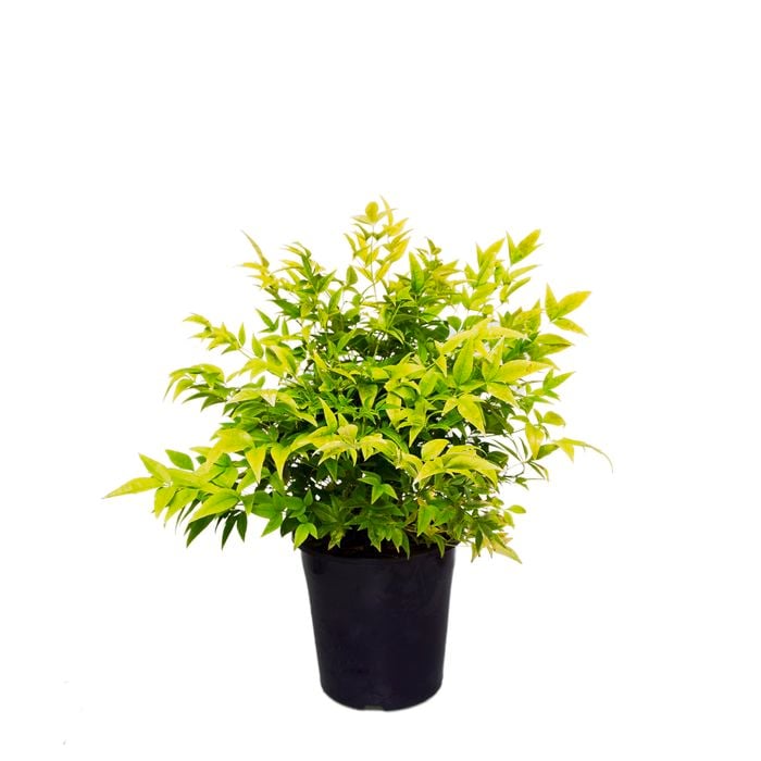 200mm Nandina domestica Lemon Lime