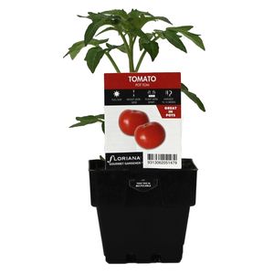 100mm Tomato Pot Tom - Lycopersicum hybrid