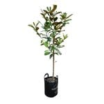 25L Laurel Magnolia - Magnolia grandiflora Ferruginea