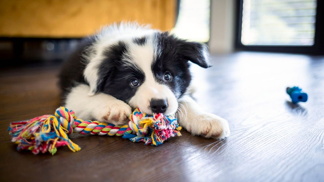 Border collie puppy plays with dog toys indoors]