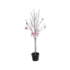 45L Magnolia Star Wars - Magnolia liliiflora x campbellii Star Wars