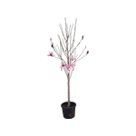 45L Magnolia Star Wars - Magnolia liliiflora x campbellii Star Wars