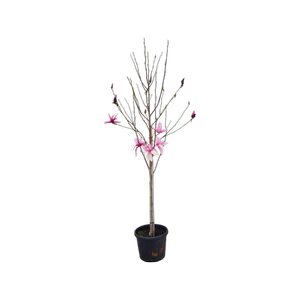 45L Magnolia Star Wars - Magnolia liliiflora x campbellii Star Wars