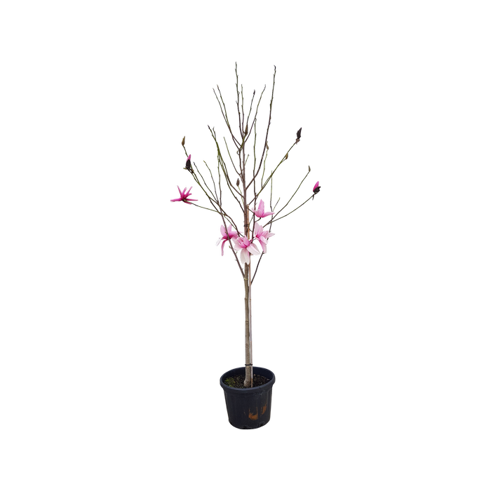 45L Magnolia Star Wars - Magnolia liliiflora x campbellii Star Wars