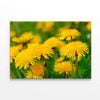 Yellow Flowers Close-Up View  Print 100% Australian Made 120 x 90cm  (Stretched)